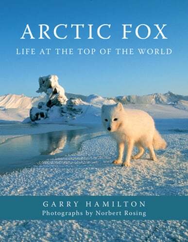 Arctic fox life the - fox:,