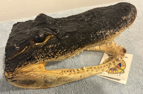 Genuine alligator head - alligator, medium