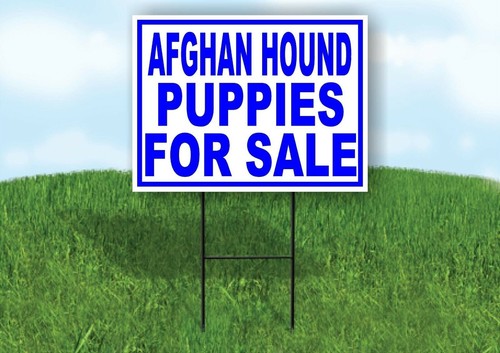 Afghan hound puppies for - puppies,