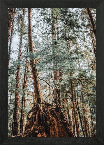 Pnw forest photography framed - forest,