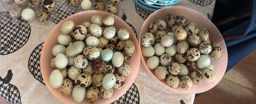 Assorted coturnix quail - coturnix,