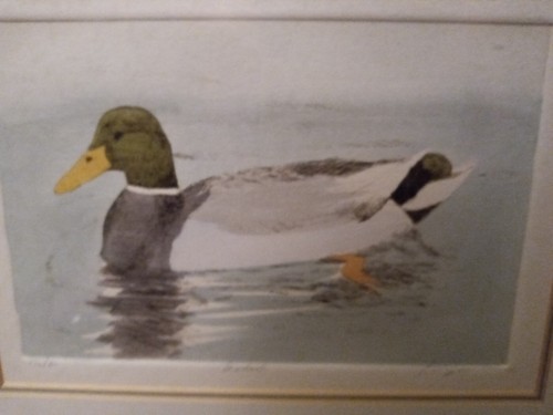 Original picture mallard - of,