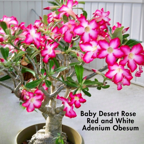 Baby desert rose grown from - desert,