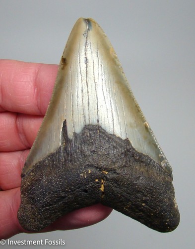 Megalodon shark tooth fossil - shark,