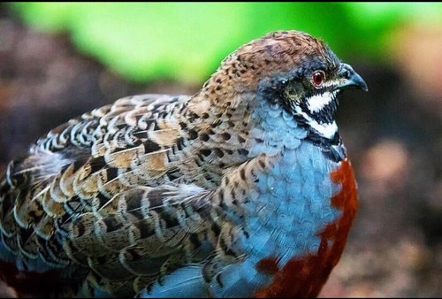 Button quail hatching - quail,