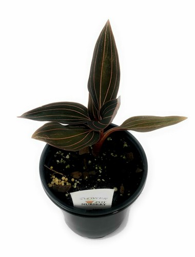 Flowerpotnursery black jewel - flowerpotnursery,