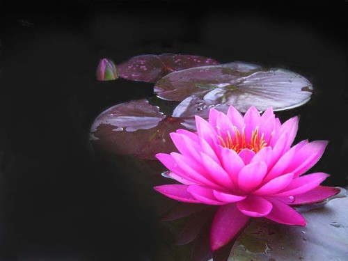 Mayla water lily - hot, pink