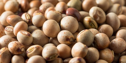 Pigeon pea seeds bush - pea, /