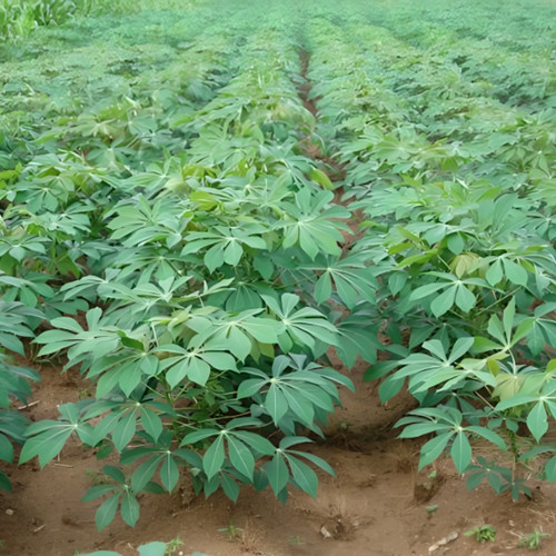 Dried manioc cassava leaves - manioc,
