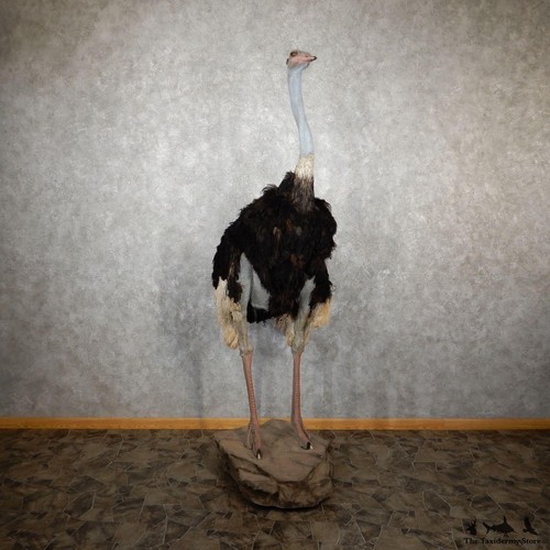 29958 standing ostrich - |,