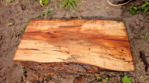 Unfinished spalted live edge - live,