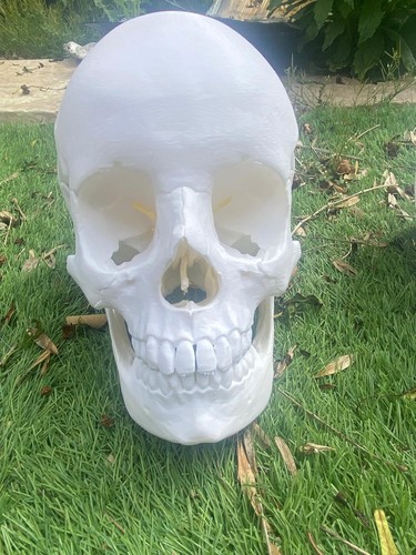 Life size human - skull, replica