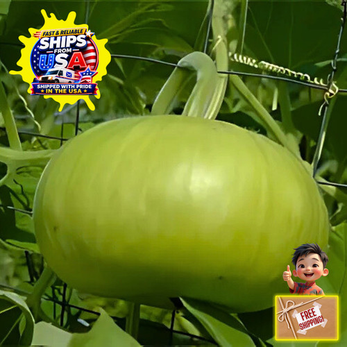 Bhoomi gourd dhudi 10 - bhoomi, |