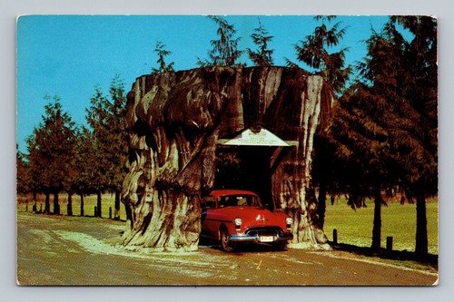 Highway giant cedar - giant,