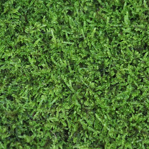 Live brocade cypress - , moss
