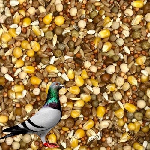 Pigeon dove seed - pigeon, bird