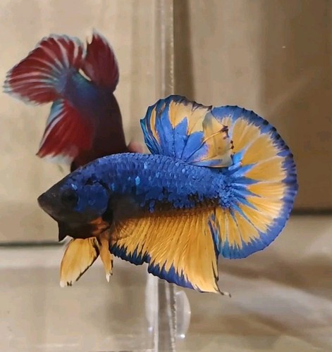 Mustard gas male - male, betta