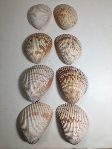 Four pairs atlantic - four,