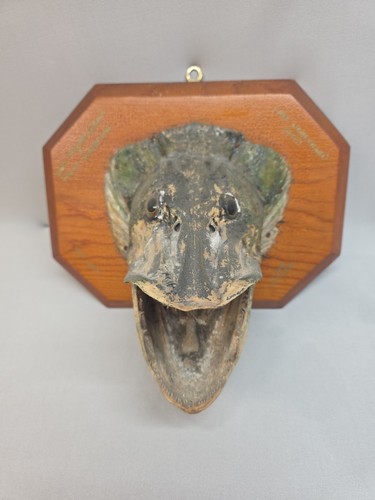Vtg 1950 taxidermy muskie - vtg,