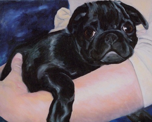 8x10 black pug puppy - pug, arm