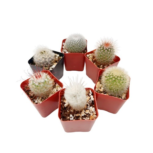 Live cactus real succulent - live,