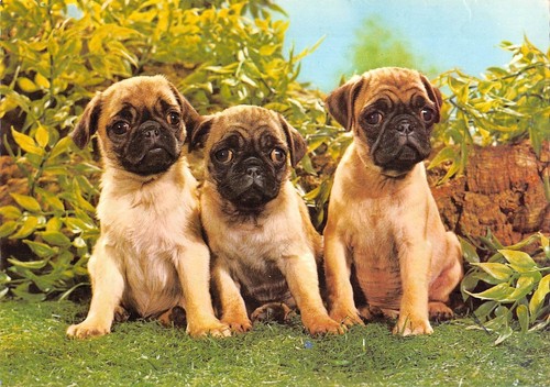 Br89011 boxer dog chien - br89011,