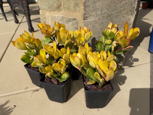 Pack jade succulents - 2,