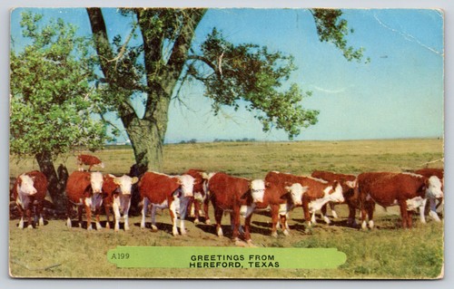 Animals greetings from - animals~greetings,