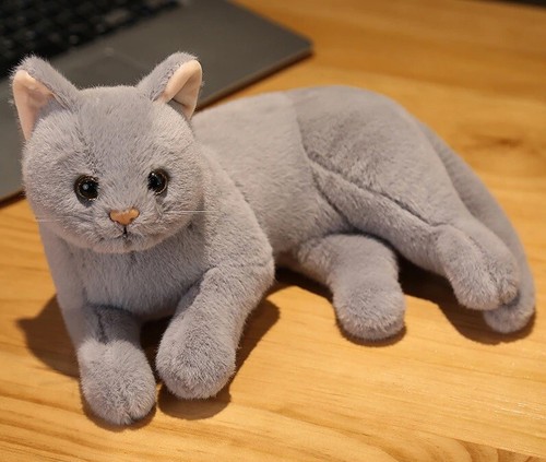 Gray kitten cat inch - kitten, 12