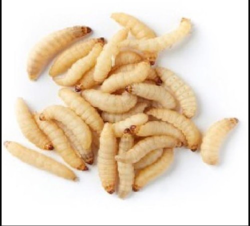 Live wax worms qty 250 - to, 1000
