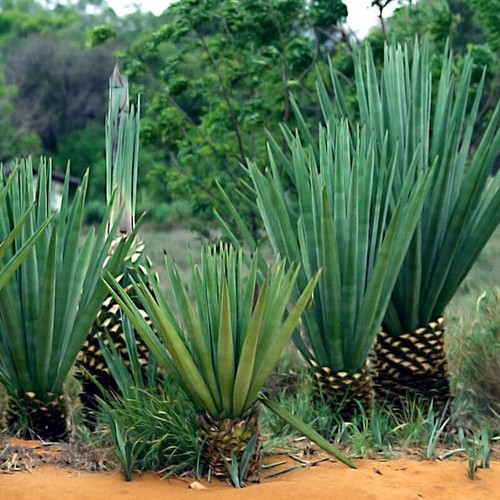 Seeds rare - (agave,