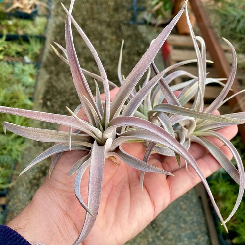 Harrisii soft purple air plant - soft,
