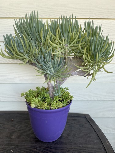 Mermaid tail tree ship with - tail,