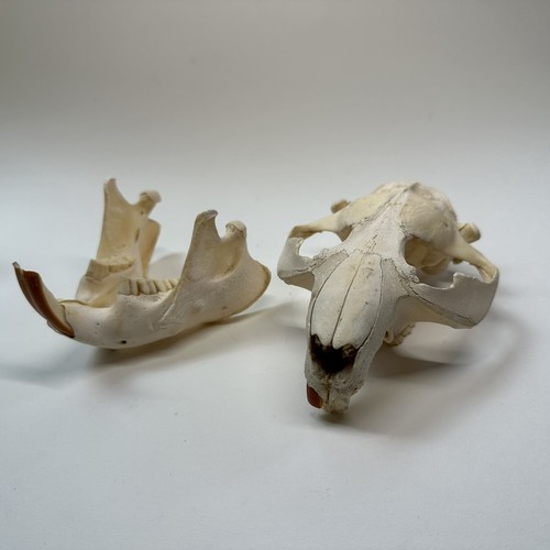 Real beaver skull - beaver, lower