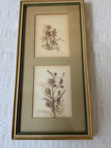 Vintage collectables dried - vintage,