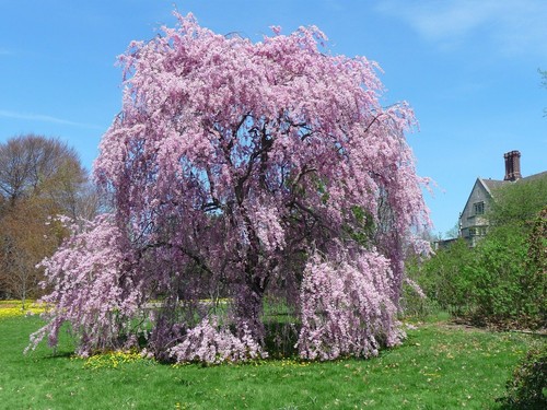 Willow seeds tree weeping - willow,
