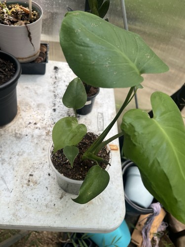 Monstera deliciosa large - deliciosa,
