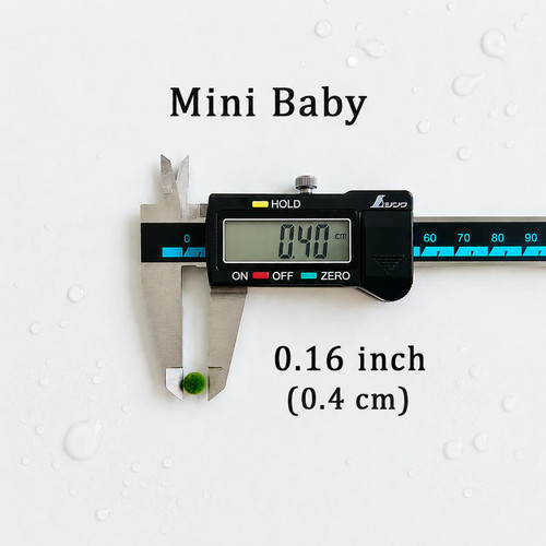 Live moss balls mini baby - mini,