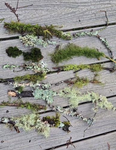 Live moss lichen - (15)live, moss/lichen