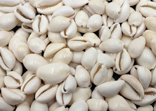 White cowrie seashells bulk - seashells,