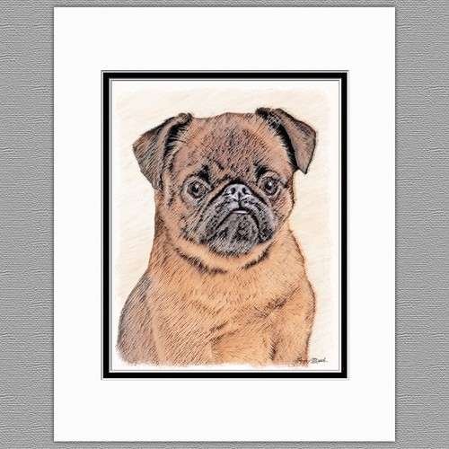 Brussels griffon bruxellois - brussels,