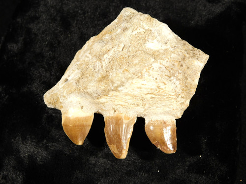 Mosasaurus bone fossil with - mosasaurus,