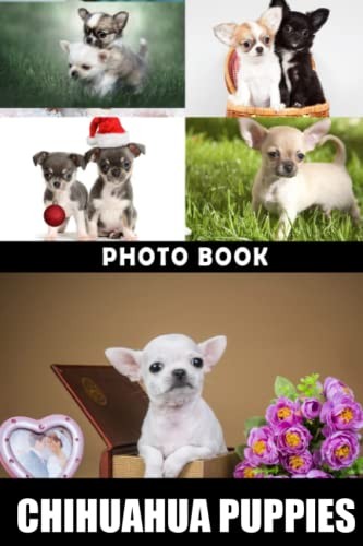Chihuahua puppies photo book - chihuahua,