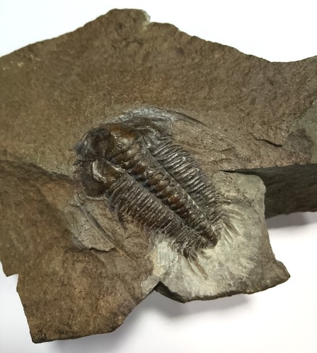 Rare hydrocephalus fossil - hydrocephalus,