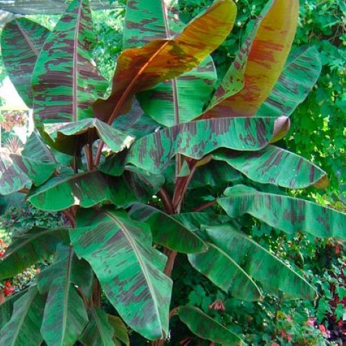 Zebrina musa - ~zebrina~,