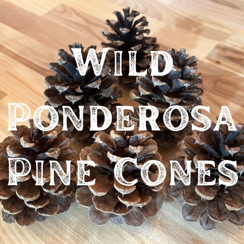 Cinnamon scented wild - scented, pine