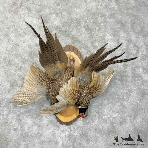 30493 ringneck pheasant - |,