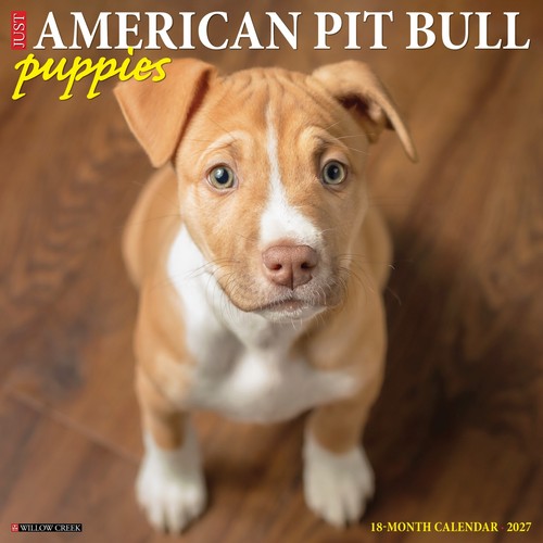 American pit bull - bull, terrier