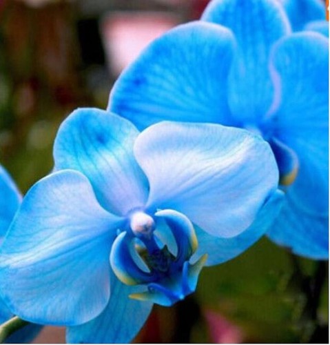 Seeds for blue - seeds, orchid