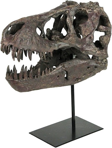 Tyrannosaurus skull replica - skull,